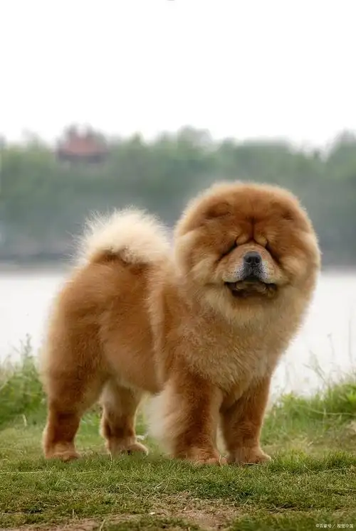 十大最不适合城市家庭饲养的狗狗,帮助大家选择适合自己的宠物伴侣