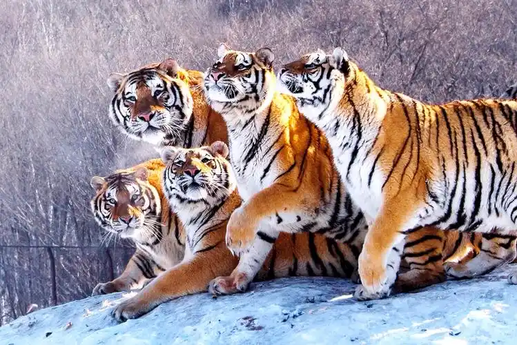 百兽之王--东北虎