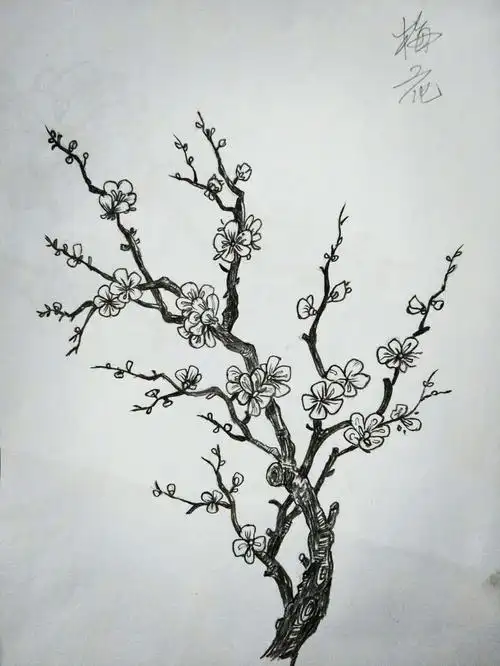 齐巧云初学铅笔画(盆栽植物篇)