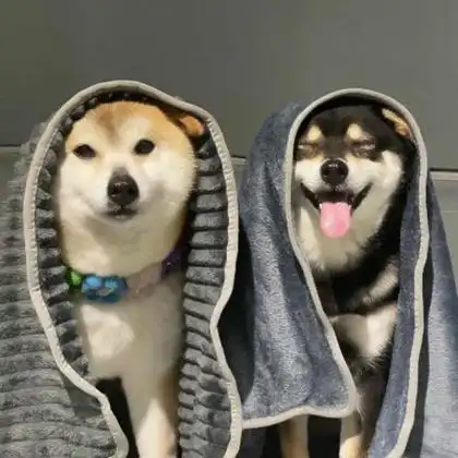 小动物情侣头像呆萌一对 高清可爱的情侣头像萌宠一人一半图片_情侣头