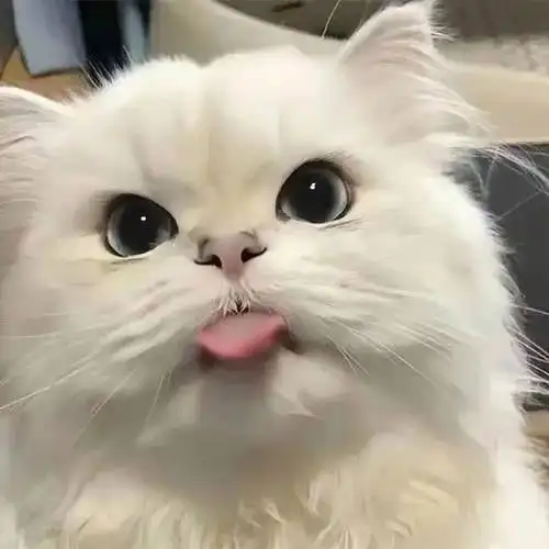 可爱猫咪头像情头3