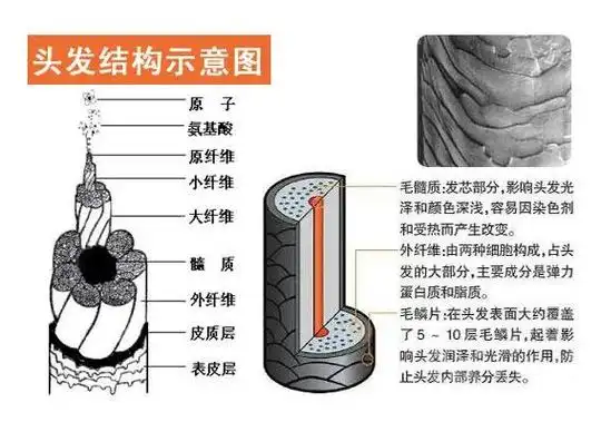 姑娘,再不针对性护理头发,就真没救了!