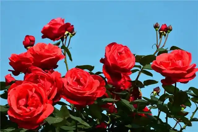 约起内江城边边的300亩玫瑰花海藏不住了