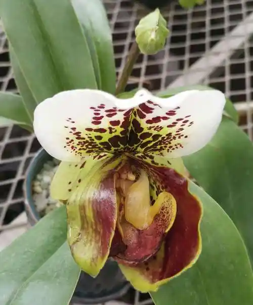 亨利兜兰,属兰科植物.花形大,花型奇特,花色丰富.容易管护.