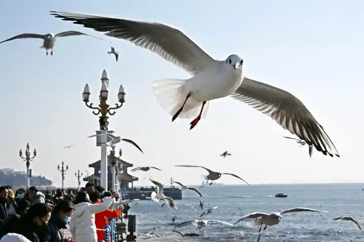 青岛冬日邀您赏海鸥