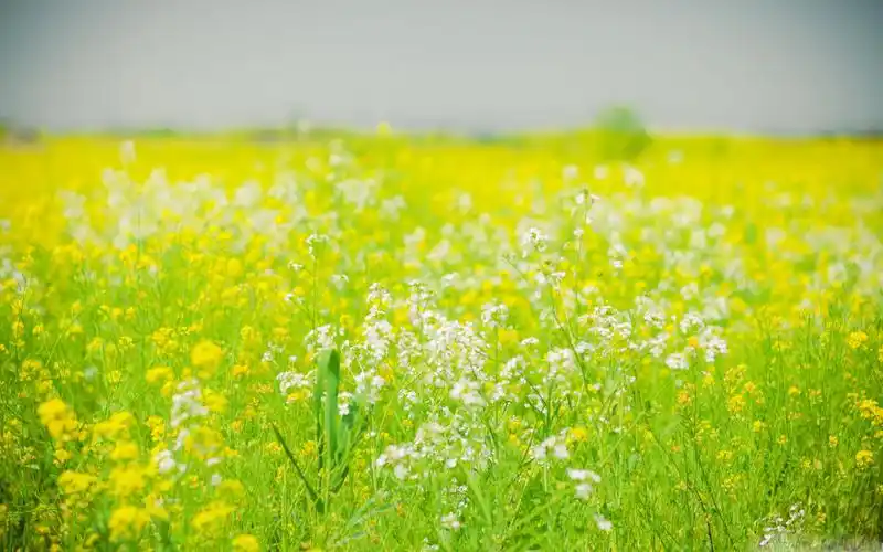绿色风景护眼桌面壁纸