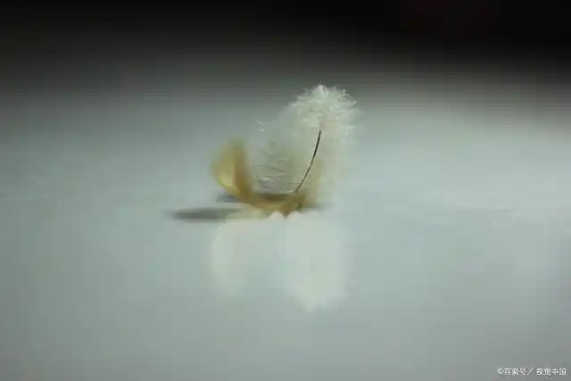 生活一地鸡毛,我把鸡毛熨成羽绒服