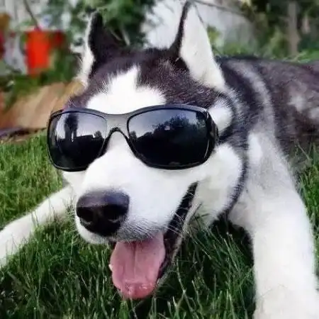 戴墨镜的二哈草地撒欢头像