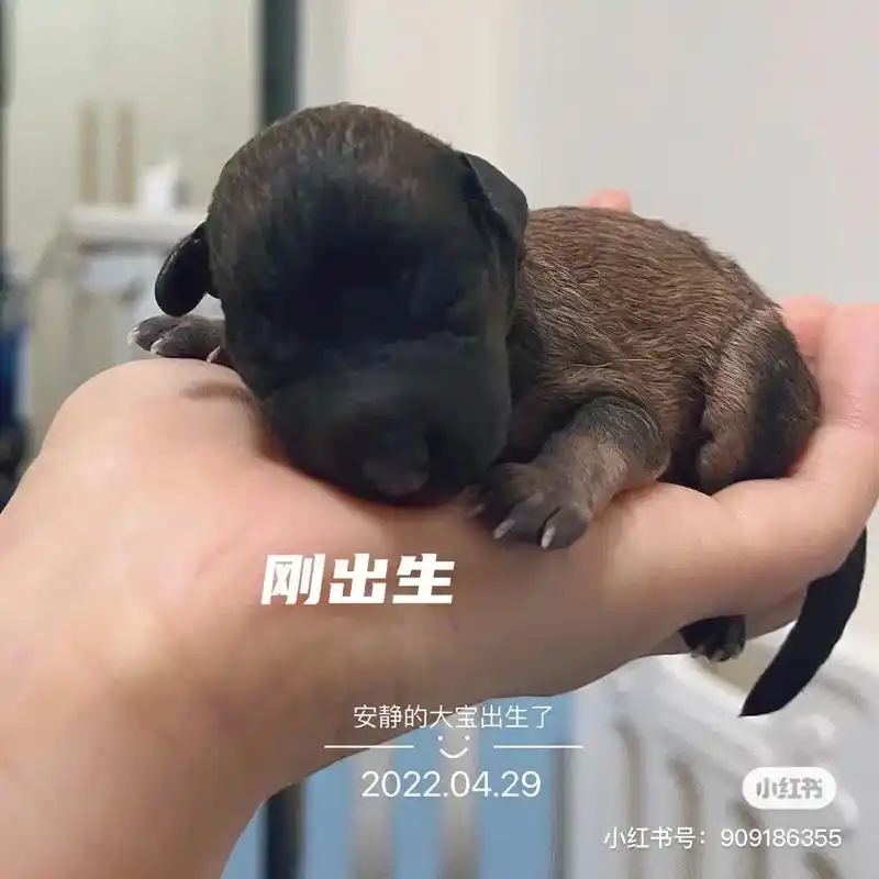 两只小体灰贵交配生了两只宝宝 貂色贵宾妹妹 - 抖音