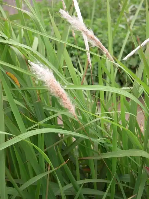 每日一学草药5白茅根