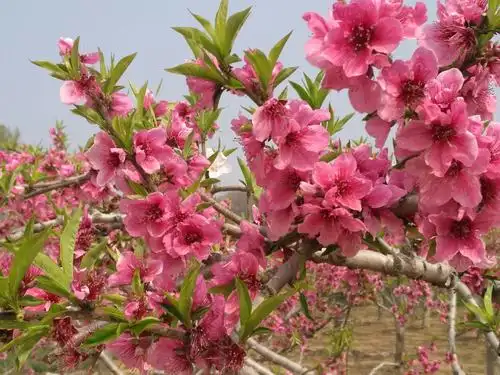 桃花飘香令人醉