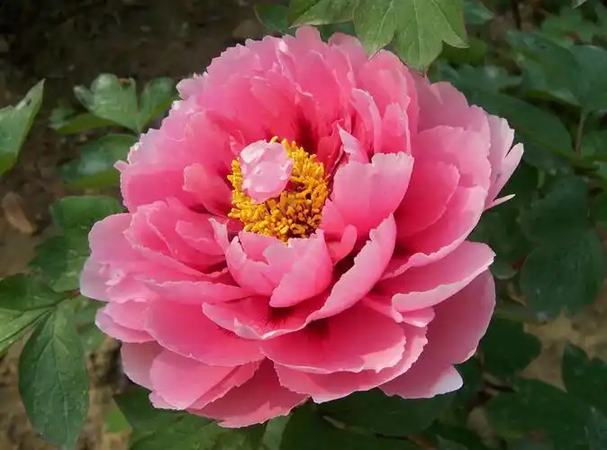 牡丹花图片大全(牡丹花图片大全大图 真实照片) - 123生活百科