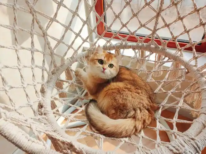 金渐层成年妹妹找新家啦