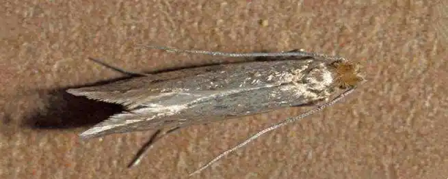 白色的虫子是什么虫子