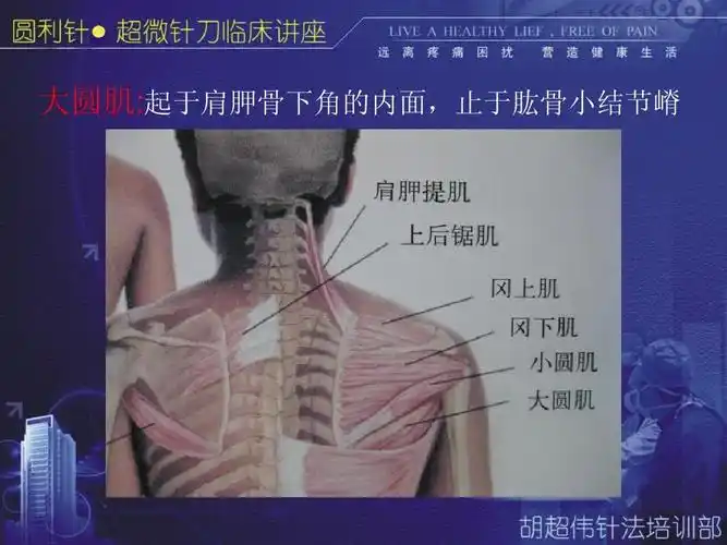 大圆肌:起于肩胛骨下角的内面,止于肱骨小结节嵴