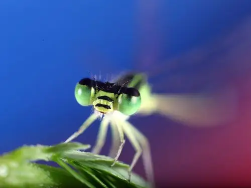 一组绿蜻蜓微距