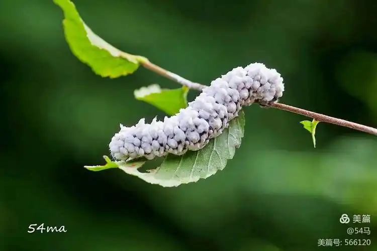 榆凤蛾(若虫)