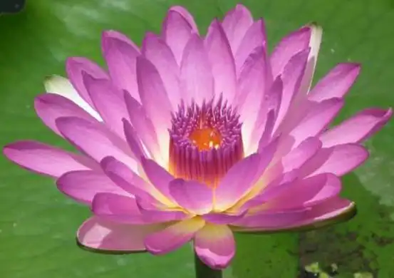 九品莲台是什么