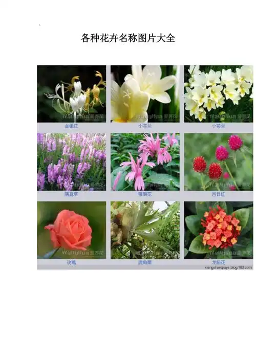 各种花卉名称图片大全