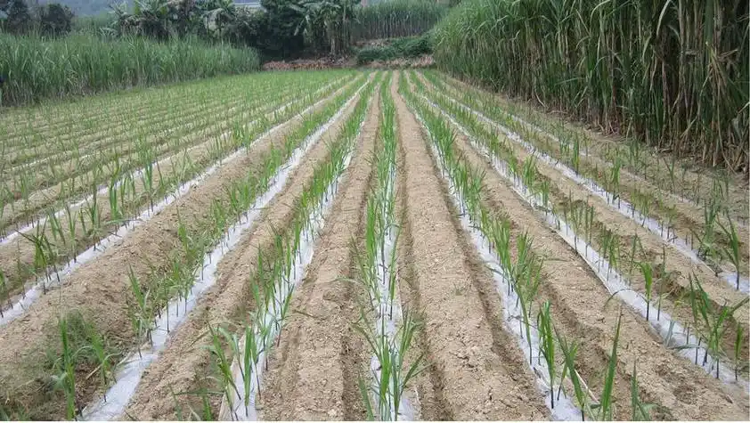 甘蔗种植时间以及方法(甘蔗种植时间以及方法)-百科大全-皮村电商