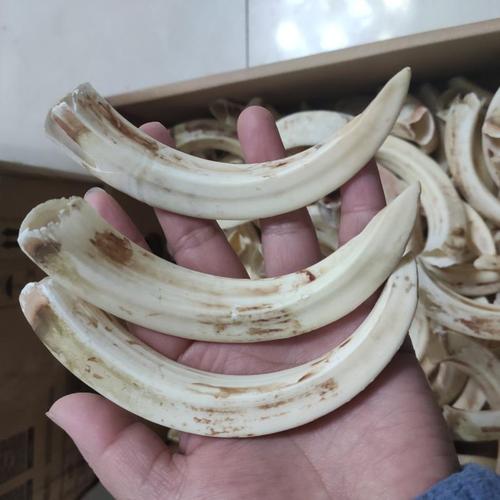 民族风散装复古藏饰獠牙原料野猪牙加工挂件个性吊坠手把件男士