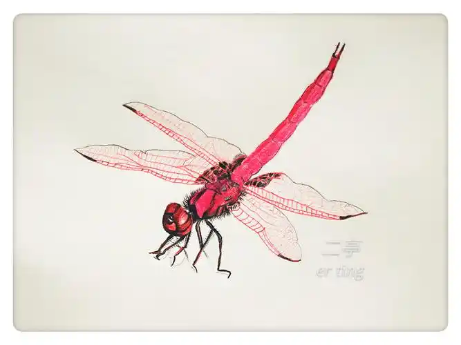 [有空画画]坚持画画第四十八天:彩铅红蜻蜓