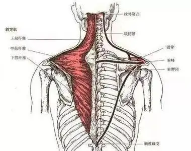 肩胛骨内缘,介于肩胛上角和肩胛岗之间64起端:第1～4颈椎横突②提