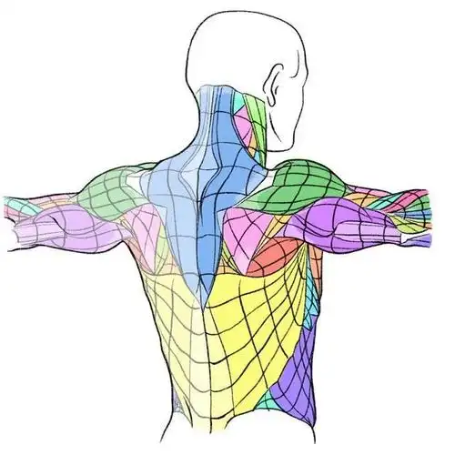 男性背部肌肉教程参考#绘画教程#78#绘画参考