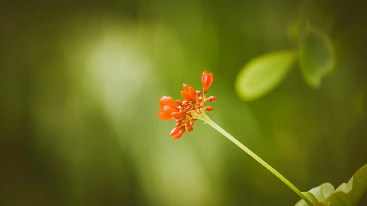 小清新绿色护眼花卉植物高清图片壁纸