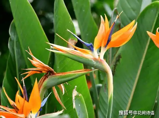 这10种名字中带动物的花卉,花名有趣,奇特别致,你见过几种?