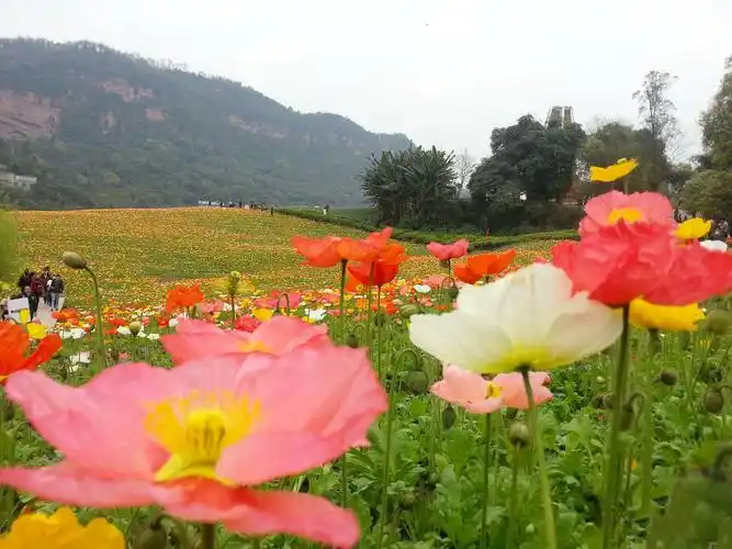 大自然风景自贡花海
