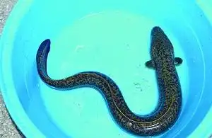 浙江舟山六横村民捕到罕见花鳗鲡_鳗鱼信息_湖北水产网