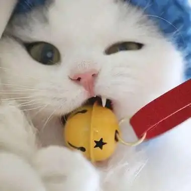 高清可爱的萌宠小猫头像图片