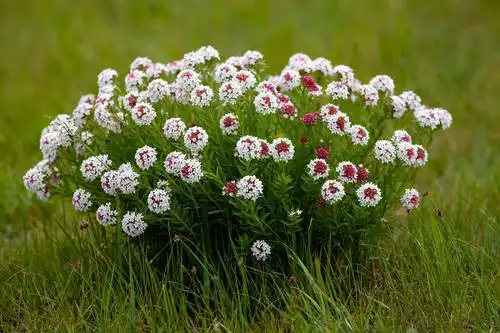 顽强生长的狼毒花 - 美篇