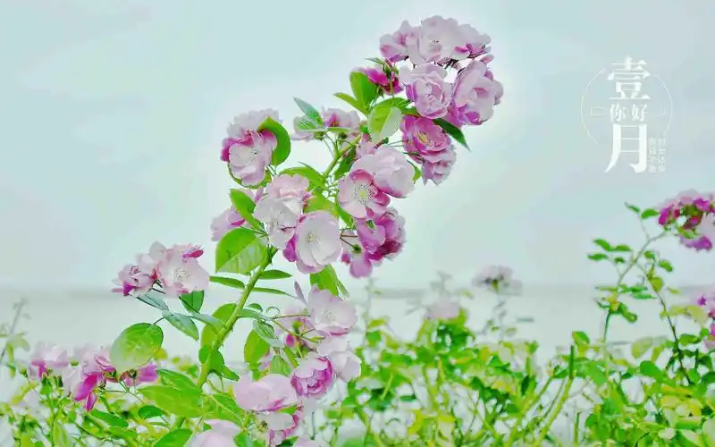 壹月你好清新背景图