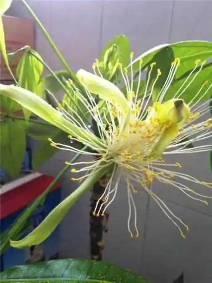 金钱树开花图片欣赏,金钱树会开花吗?养护