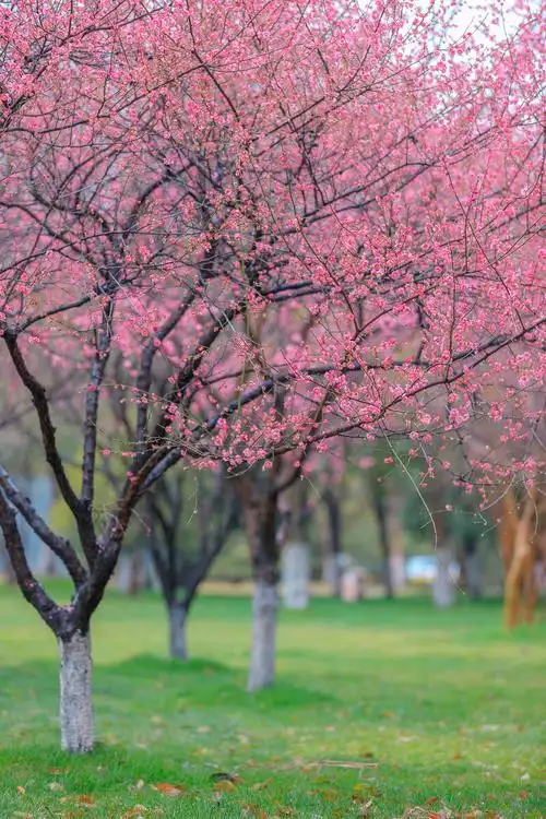 元宵节的雨成就了唯美的雨后梅花