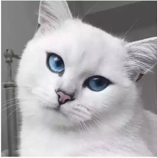 眼睛纯白柔软的毛发,  冷静高贵的气质就有人称它是世界上最美的猫刚