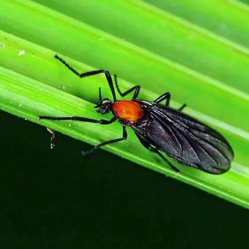 展开全部 这是红胸毛蚋,头部黑色,胸部背板红色并明显隆突,腹部黑色