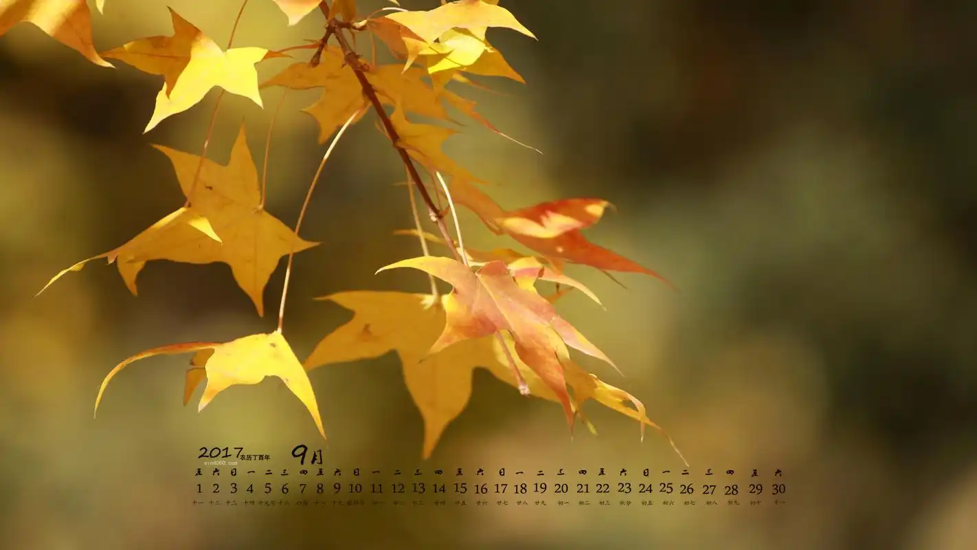 2017年9月秋季渐黄的树叶摄影高清日历壁纸