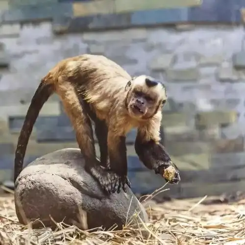 猴子长人脸网红猴子被网友做成表情包