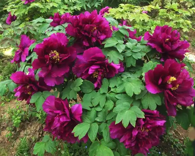 最美的花朵图片 世界上最美的花盘点-优刊号