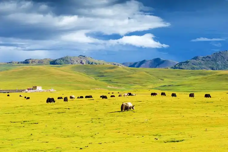 羌塘草原