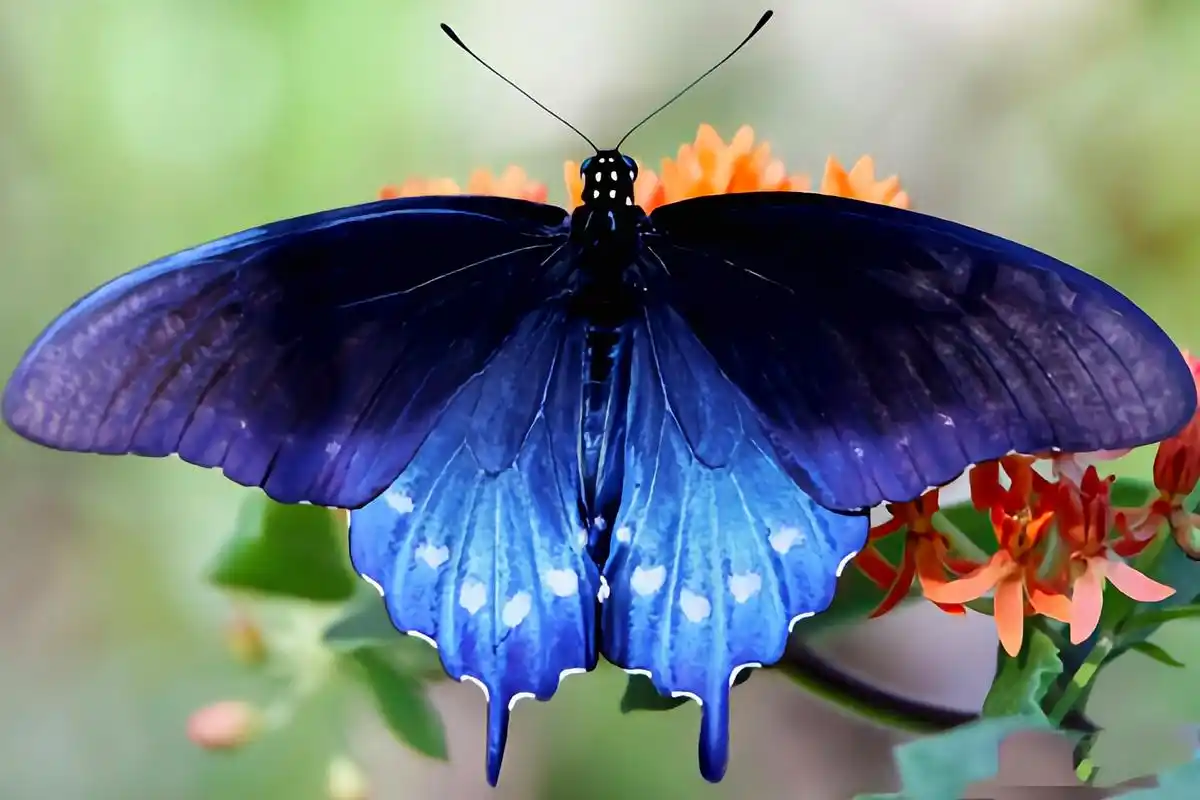 每天认识一种动物——美洲蓝凤蝶 美洲蓝凤蝶原产于