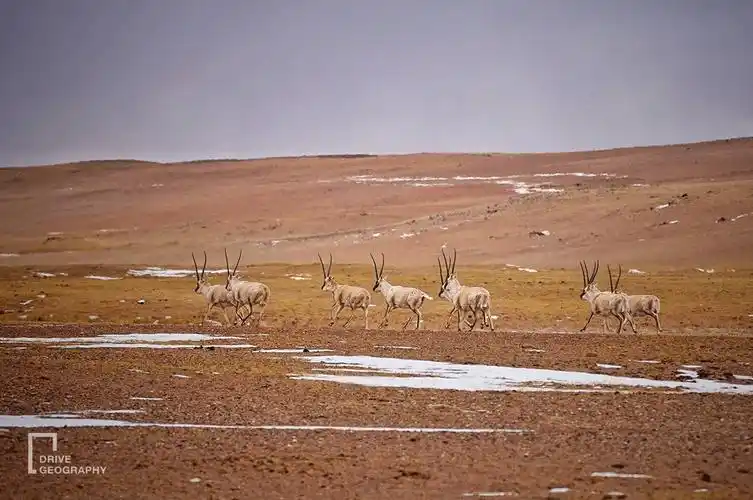 图/ 凯撒队长今天一部取材自杨柳松孤身穿越大羌塘的户外探险电影《七