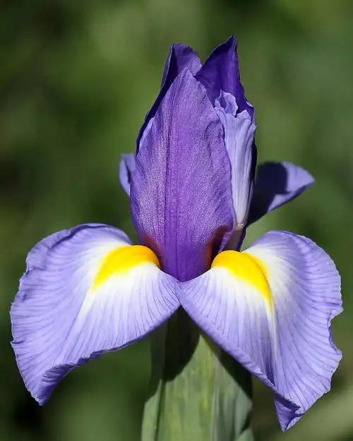 位图 植物摄影 写实花卉 花朵 鸢尾 免费素材
