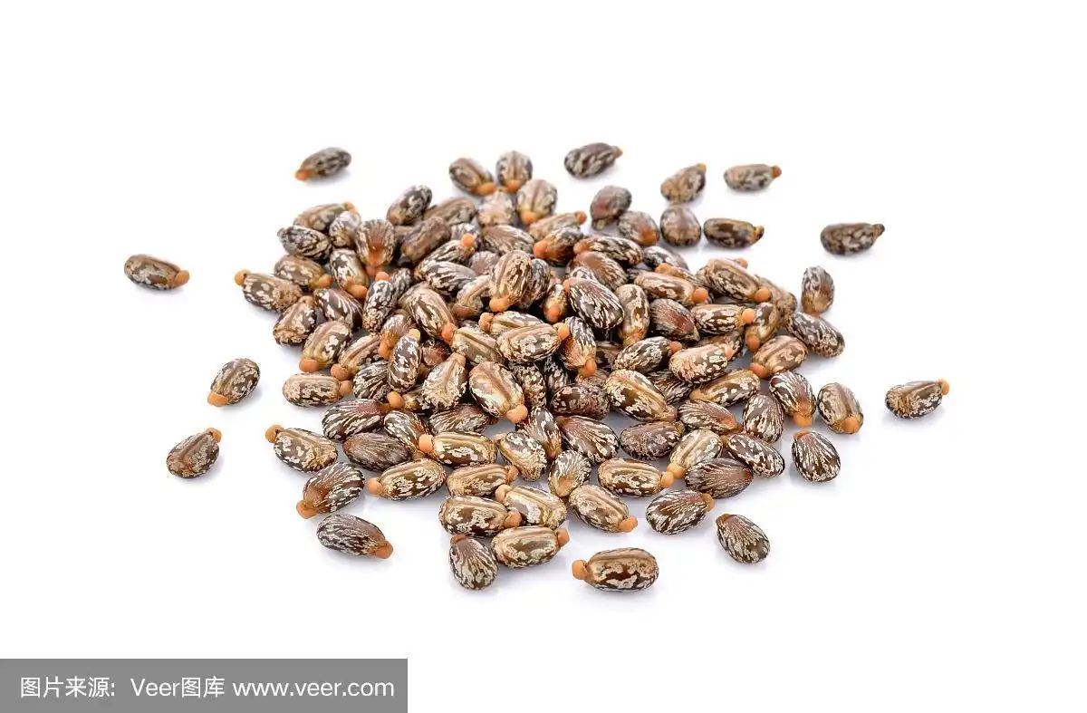 白色背景上的蓖麻种子