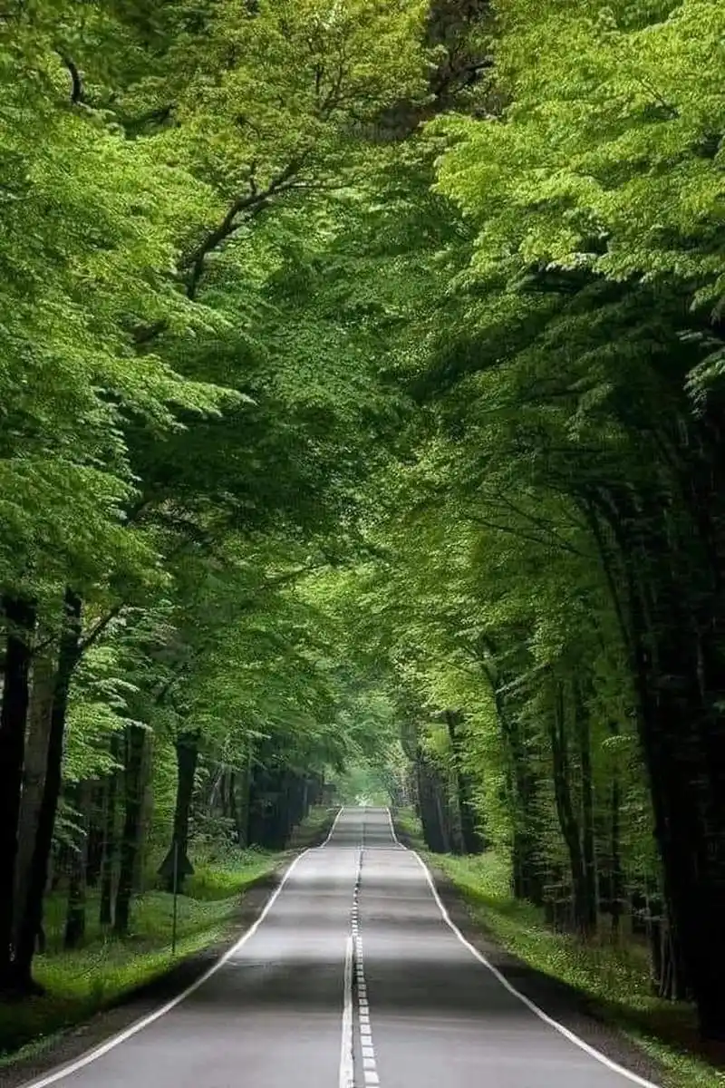 美图欣赏——乡间小路,绿色成荫 沿着这条乡间小路漫步,绿色的树荫将