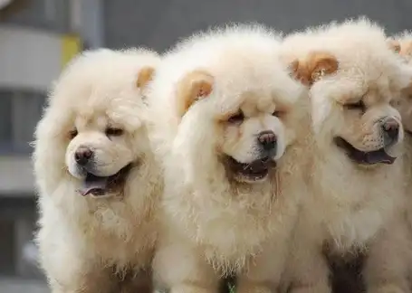 世界上对小孩友善的十大犬种,过于友善的狗有哪些!