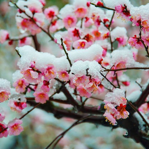 梅花盆栽老桩红梅腊梅盆景树苗花卉耐寒植物室内阳台庭院四季好养